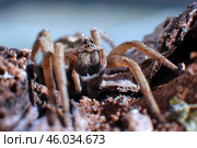 Паук-волк (Alopecosa taeniopus) Стоковое фото, фотограф Александр Тарасенков / Фотобанк Лори