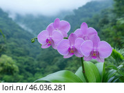 Purple orchids on the mountain background, Phalaenopsis. Стоковое AI-изображение, AI-художник Евгений Харитонов / Фотобанк Лори