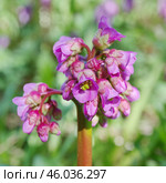 Цветок бадана толстолистного (лат. Bergenia crassifolia) в саду крупным планом. Стоковое фото, фотограф Елена Коромыслова / Фотобанк Лори