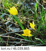 Южный Урал, цветы тюльпана лесного (Tulipa sylvestris) в весеннем лесу. Southern Urals, flowers of the wild tulip (Tulipa sylvestris) in the forest in spring. Стоковое фото, фотограф Евгений Романов / Фотобанк Лори