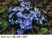 A clump of beautiful blue liverwort (Hepatica nobilis), one of spring's most magnificent flowers. Стоковое фото, фотограф Ольга Сейфутдинова / Фотобанк Лори