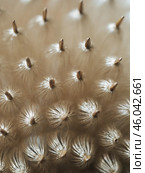 Macro shot of thistle seeds. Soft focus. Shallow depth of field. Стоковое фото, фотограф Татьяна Лобанова / Фотобанк Лори