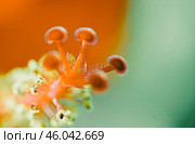 Close-up of a vibrant orange flower's stigma. Стоковое фото, фотограф Татьяна Лобанова / Фотобанк Лори