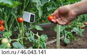Cleaning ripe tomatoes in a lush greenhouse garden with an installed smart soil moisture sensor. Стоковое AI-видео, аниматор Zakharova Natasha / Фотобанк Лори