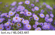 Vibrant purple asters with golden centers flourishing among green foliage, embodying summer garden's radiant natural beauty. Стоковое видео, видеограф Mikhail Davidovich / Фотобанк Лори
