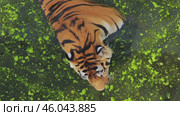 Powerful tiger drinking from algae covered pond, aerial safari park view. Стоковое видео, видеограф Mikhail Davidovich / Фотобанк Лори