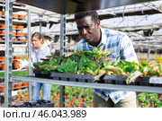 Man gardener carrying box with seedlings in hothouse. Стоковое фото, фотограф Яков Филимонов / Фотобанк Лори
