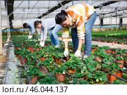 Female horticulturist maintaining garden in hothouse. Стоковое фото, фотограф Яков Филимонов / Фотобанк Лори