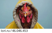 Chicken with a elegant grey hoody on a solid studio gray color background. Copy space for text. Cute cool hen dressed fashion clothes, hood at head. Humor, summer. Funny animal creative concept. Стоковое AI-видео, аниматор Марина Демидюк / Фотобанк Лори