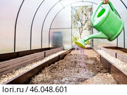 There is a watering can in the hands of an elderly woman. The farmer waters the garden with solutions of potassium permanganate against diseases and pests before planting seedlings in the ground. Стоковое фото, фотограф Photojuli / Фотобанк Лори
