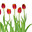 Tulip flowers isolated on white background. Стоковое фото, фотограф Photolart / Фотобанк Лори