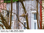 Городской пейзаж. Горлица на дереве. Воронеж. Стоковое фото, фотограф Владимир Шибаев / Фотобанк Лори