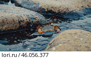 A crab struggling in a tidal pool contaminated with oil, its legs and shell coated in thick black tar, surrounded by polluted water. Стоковое AI-изображение, AI-художник Ирина Старикова / Фотобанк Лори