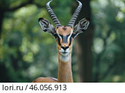 Young impala gazelle posing in the forest. Стоковое AI-изображение, AI-художник Иван Рябоконь / Фотобанк Лори