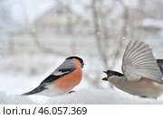 Снегири на кормушке. Самка прогоняет самца. Стоковое фото, фотограф Владимир Литвинов / Фотобанк Лори