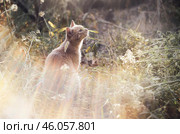 Рыжий кот в солнечных лучах, сидящий на полянке в траве. Стоковое фото, фотограф Ременюк Анна / Фотобанк Лори