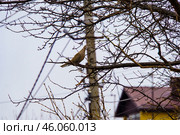 Городской пейзаж. Горлица на дереве. Воронеж. Стоковое фото, фотограф Владимир Шибаев / Фотобанк Лори