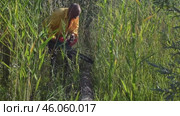 Мужчина распиливает бензопилой старое дерево. Стоковое видео, видеограф Александр Карпенко / Фотобанк Лори