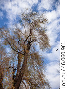 Южный Урал, вороны кружат над ивой белой (Salix alba). Southern Urals, crows circle over a white willow tree (Salix alba). Стоковое фото, фотограф Евгений Романов / Фотобанк Лори