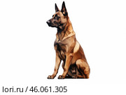 Belgian malinois sitting in low polygonal style illustration. Стоковое AI-изображение, AI-художник Иван Рябоконь / Фотобанк Лори