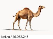 Dromedary camel walking on white background. Стоковое AI-изображение, AI-художник Иван Рябоконь / Фотобанк Лори