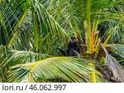Краснолицый гульман (Semnopithecus vetulus) сидит среди листьев пальмы (2016 год). Стоковое фото, фотограф Анна Ефимова / Фотобанк Лори