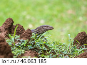 Бенгальский варан (Varanus bengalensis) выглядывает (2018 год). Стоковое фото, фотограф Анна Ефимова / Фотобанк Лори