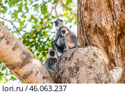 Семья гульманов (Semnopithecus priam), или лангуров, мать и детёныш, сидит на ветвях большого дерева на фоне неба и листвы (2016 год). Стоковое фото, фотограф Анна Ефимова / Фотобанк Лори