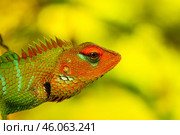 Обыкновенный калот (Calotes calotes), портрет крупным планом. Стоковое фото, фотограф Анна Ефимова / Фотобанк Лори