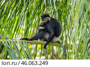 Краснолицые гульманы (Semnopithecus vetulus), мать и детёныш, сидит среди листьев пальмы (2016 год). Стоковое фото, фотограф Анна Ефимова / Фотобанк Лори