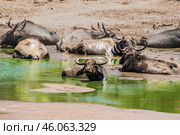 Азиатские, или индийские водяные, буйволы (Bubalus arnee) лежат в воде у берега водопоя спасаясь от жары (2016 год). Стоковое фото, фотограф Анна Ефимова / Фотобанк Лори