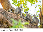 Группа гульманов (Semnopithecus priam), или лангуров, сидит на ветвях большого дерева на фоне ствола (2016 год). Стоковое фото, фотограф Анна Ефимова / Фотобанк Лори