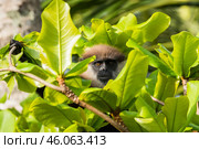 Краснолицый гульман  (Semnopithecus vetulus), эндемик Шри-Ланки, сидит среди листвы. Портрет крупным планом. (2012 год). Стоковое фото, фотограф Анна Ефимова / Фотобанк Лори