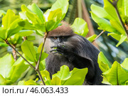 Краснолицый гульман  (Semnopithecus vetulus), эндемик Шри-Ланки, кормится сидя на дереве. Портрет крупным планом. (2012 год). Стоковое фото, фотограф Анна Ефимова / Фотобанк Лори