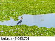 Яванский марабу (leptoptilos javanicus) кормится в заросшем пруду. Хищная птица ищет добычу в воде. Стоковое фото, фотограф Анна Ефимова / Фотобанк Лори