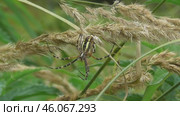 Паук Аргиопа Брюнниха или паук-оса Argiope bruennichi. Стоковое видео, видеограф Александр Мамонтов / Фотобанк Лори