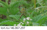 Паук Аргиопа Брюнниха или паук-оса Argiope bruennichi. Стоковое видео, видеограф Александр Мамонтов / Фотобанк Лори