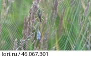 Паук Аргиопа Брюнниха или паук-оса Argiope bruennichi. Стоковое видео, видеограф Александр Мамонтов / Фотобанк Лори
