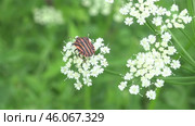 Щитник линейчатый или Клоп итальянский Graphosoma italicum. Стоковое видео, видеограф Александр Мамонтов / Фотобанк Лори