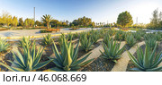 Aloe vera plants growing in botanical garden at sunset. Стоковое AI-изображение, AI-художник Юрий Поздников / Фотобанк Лори