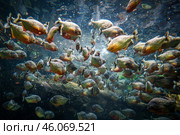 Red bellied piranha fish (Pygocentrus Nattereri) swimming in river water in South America jungle. Стоковое фото, фотограф Андрей Армягов / Фотобанк Лори