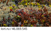 Arctic Tundra lichen moss close-up. Found primarily in areas of Arctic Tundra, alpine tundra, it is extremely cold-hardy. Cladonia rangiferina, also known as reindeer cup lichen. Стоковое фото, фотограф Андрей Армягов / Фотобанк Лори