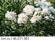 Close-up of blooming pink peonies. Peony flowers and buds in the spring garden. Green natural background. A blooming garden. Beautiful bokeh. Стоковое фото, фотограф Photojuli / Фотобанк Лори