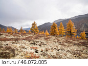 Осень в горах Якутии,  золотая лиственница, олений мох - ягель ( Оймяконский район ) Стоковое фото, фотограф Павел Просянов / Фотобанк Лори