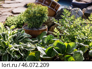 Landscape design. Planting, disembarking, and gardening. A natural, blooming, environmentally friendly natural background. Стоковое фото, фотограф Photojuli / Фотобанк Лори