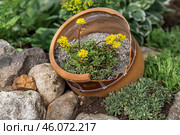 Landscape design. Planting, disembarking, and gardening. A natural, blooming, environmentally friendly natural background. Стоковое фото, фотограф Photojuli / Фотобанк Лори