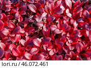 Толокня́нка альпи́йская (лат. Arctostaphylos alpina) — вид растений из рода Толокнянка, вокруг - олений мох ( лишайник ) в горах Якутии ( Оймяконский район ) Стоковое фото, фотограф Павел Просянов / Фотобанк Лори