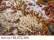 Дактилина Арктическая ( Datcilina arctica ) - пальчиковый лишайник в горах Якутии ( Оймяконский район ) Стоковое фото, фотограф Павел Просянов / Фотобанк Лори
