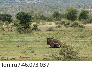 Blue wildebeest resting in African savanna (2023 год). Стоковое фото, фотограф Екатерина Якименко / Фотобанк Лори