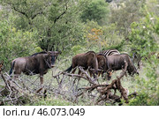 A herd of blue wildebeest graze in the forest of Kruger National Park (2023 год). Стоковое фото, фотограф Екатерина Якименко / Фотобанк Лори
